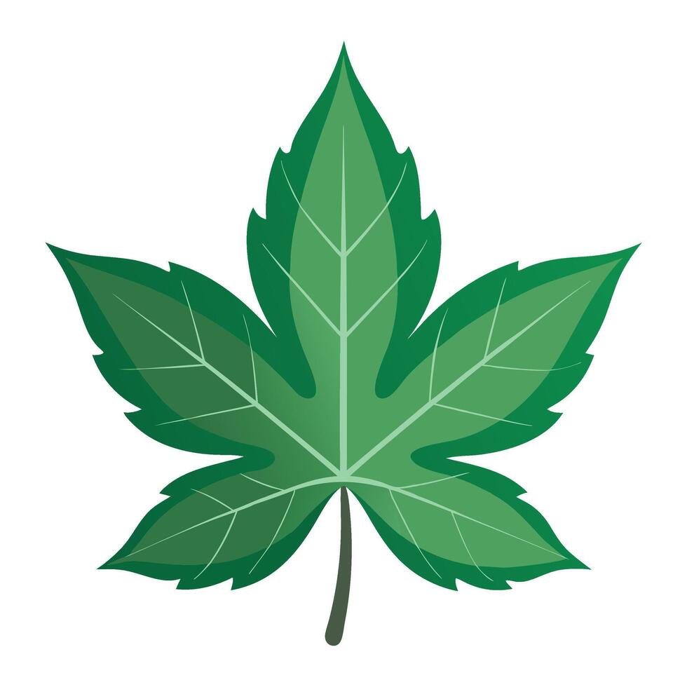 A green leaf on a white background vector