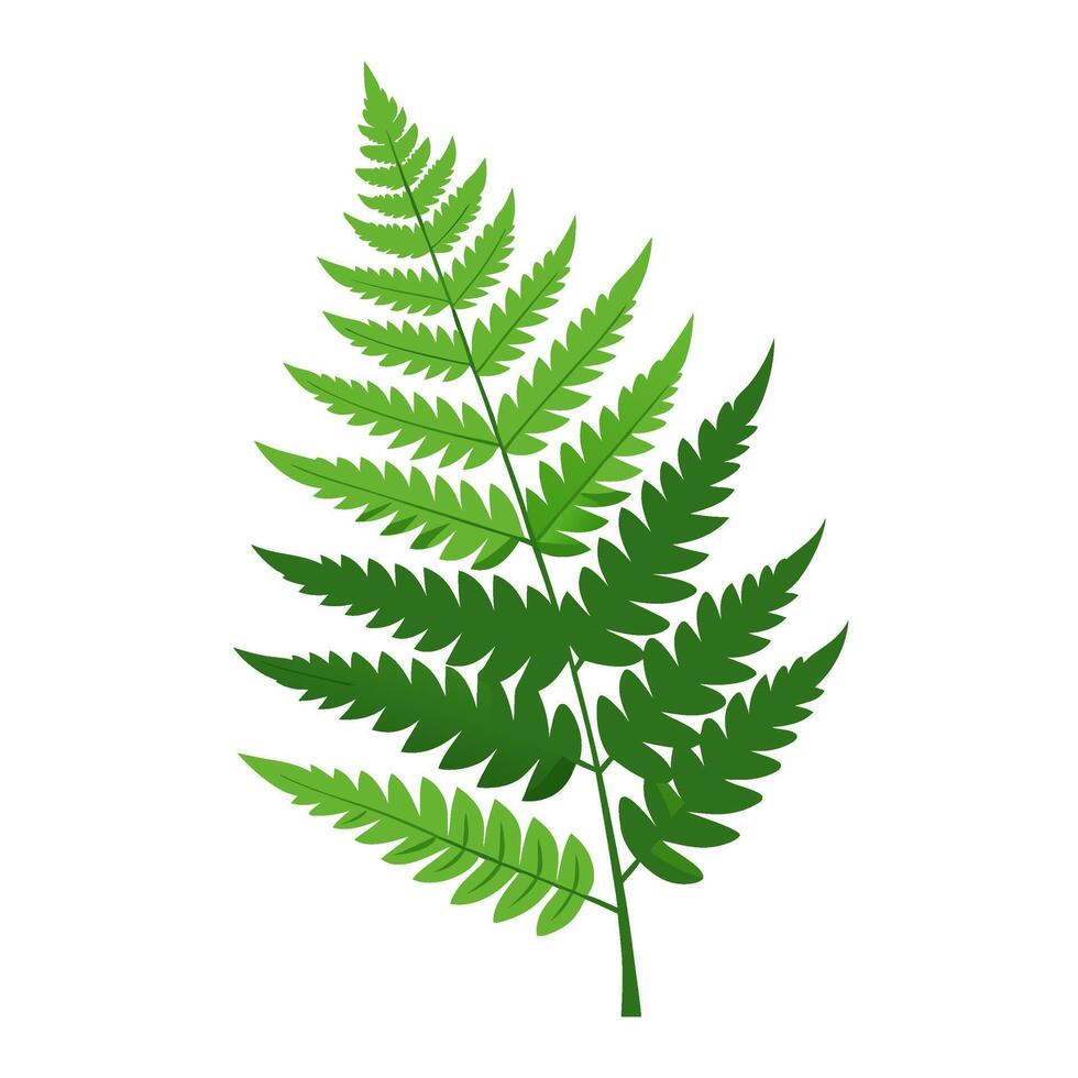 A fern leaf is shown on a white background vector
