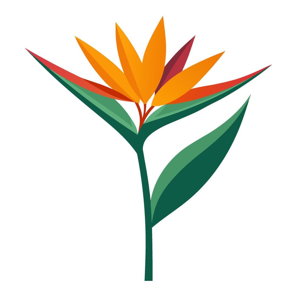 Bird of paradise flower vector