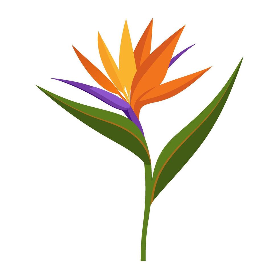 Bird of paradise flower vector