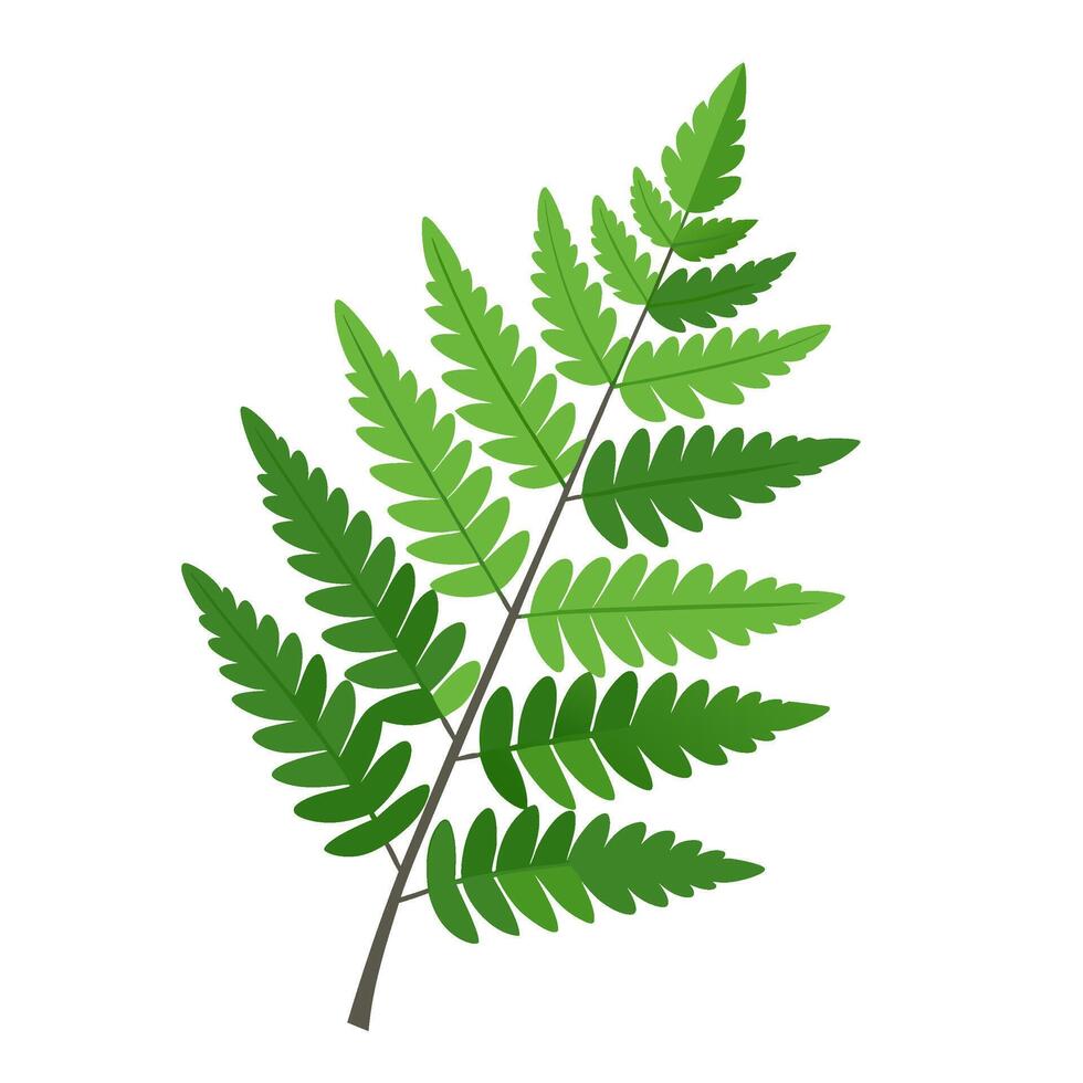 A fern leaf is shown on a white background vector