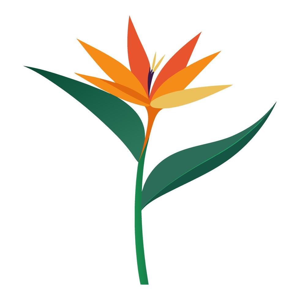 Bird of paradise flower vector