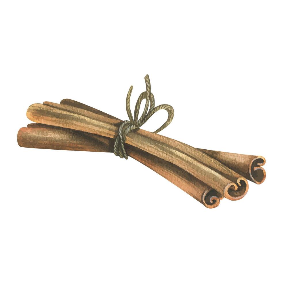 Cinnamon sticks tied with a jute rope with a bow. Watercolor illustration, hand drawn. Isolated object on a white background. vector