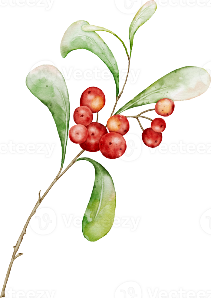 Christmas watercolor of twigs with red berries and leaves png