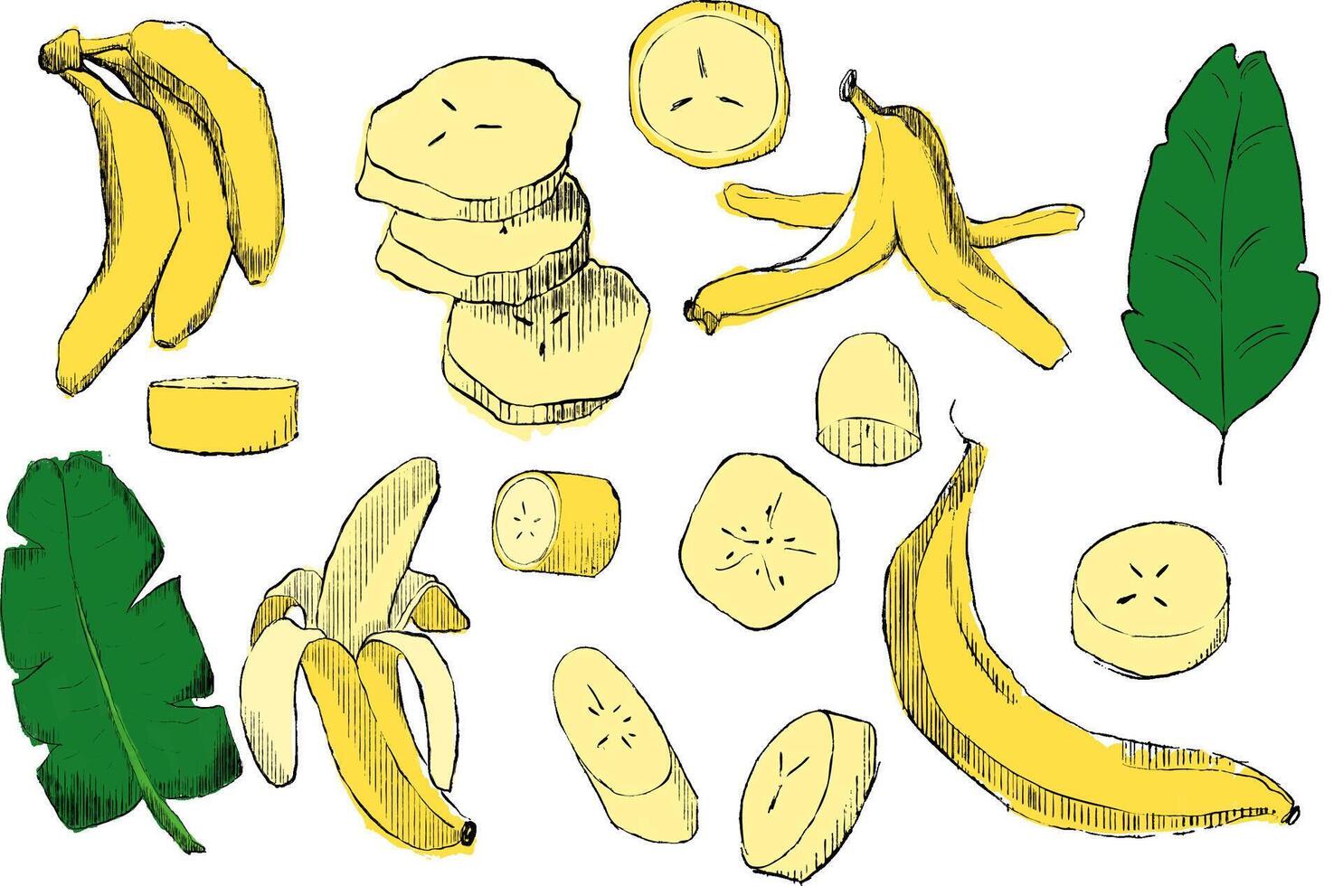 Hand drawn graphic banana set. Simple drawing of whole, peeled bananas, sliced, chopped, empty peel, tropical leaves. illustration vector