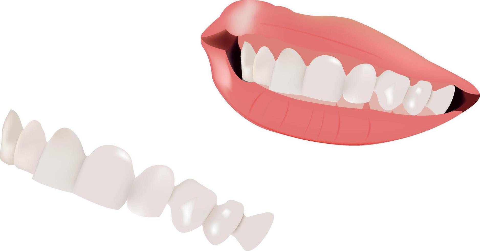 A woman's mouth with teeth and a white toothbrush vector