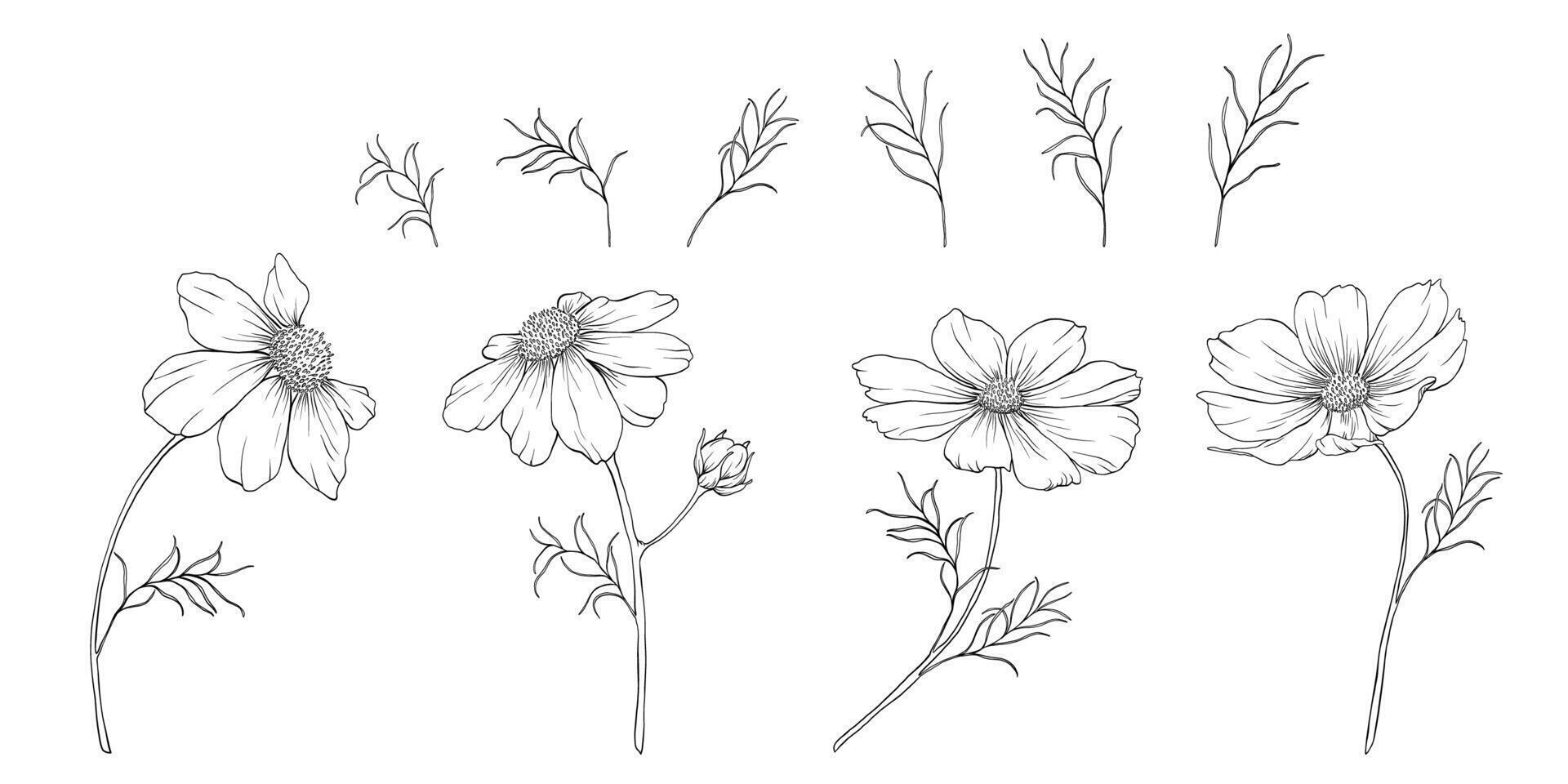 Set of cosmea flower line art vector