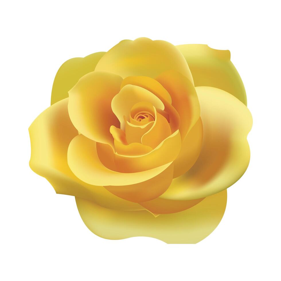 Beautiful rose Yellow rouse jpg photo