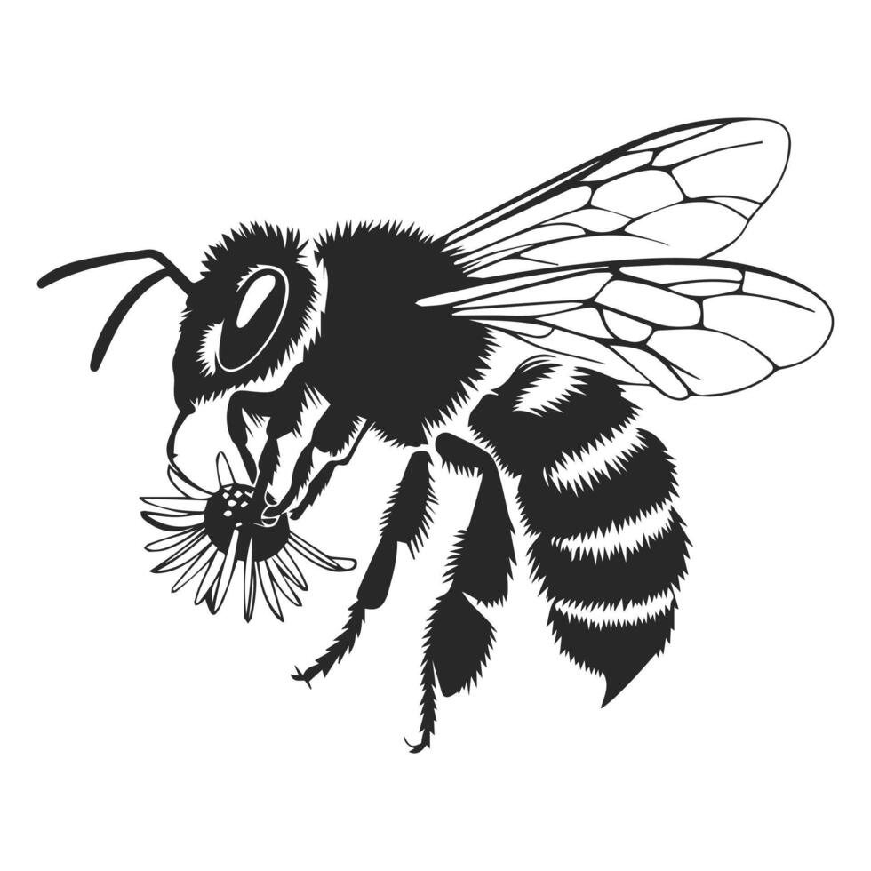 A black and white drawing of a bee vector