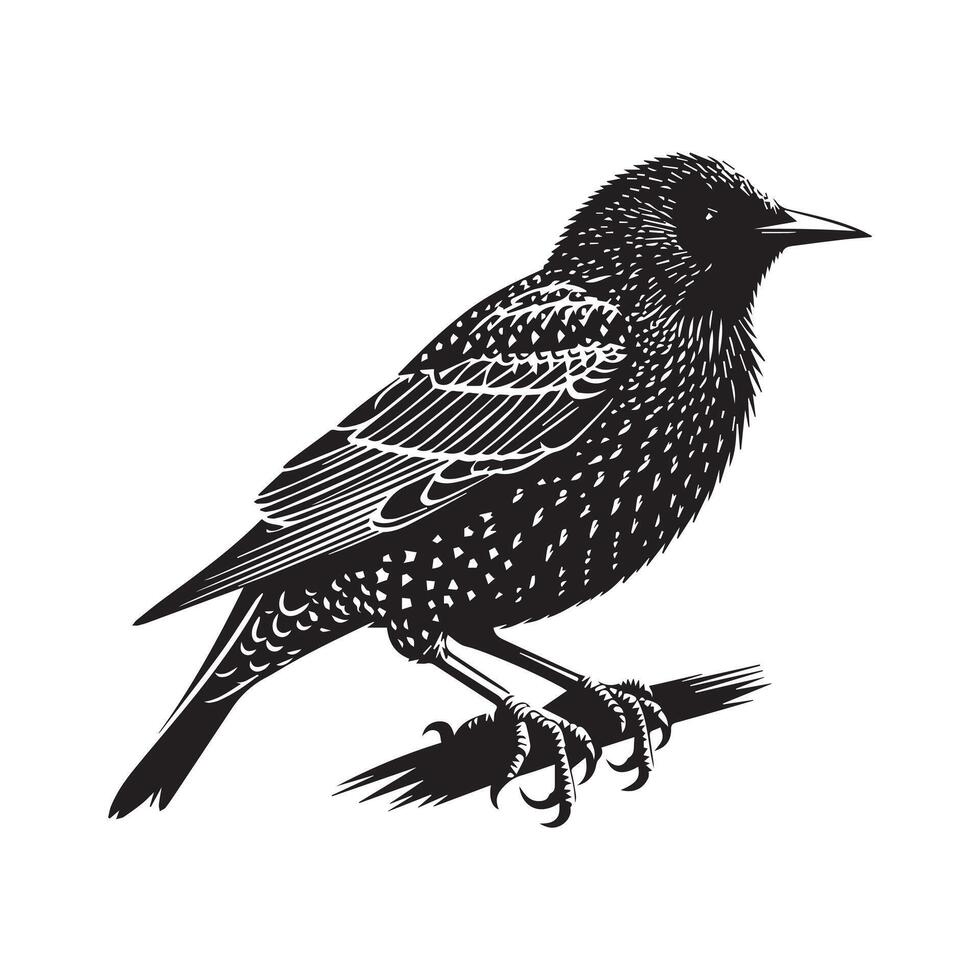 European Starling silhouette style white background vector