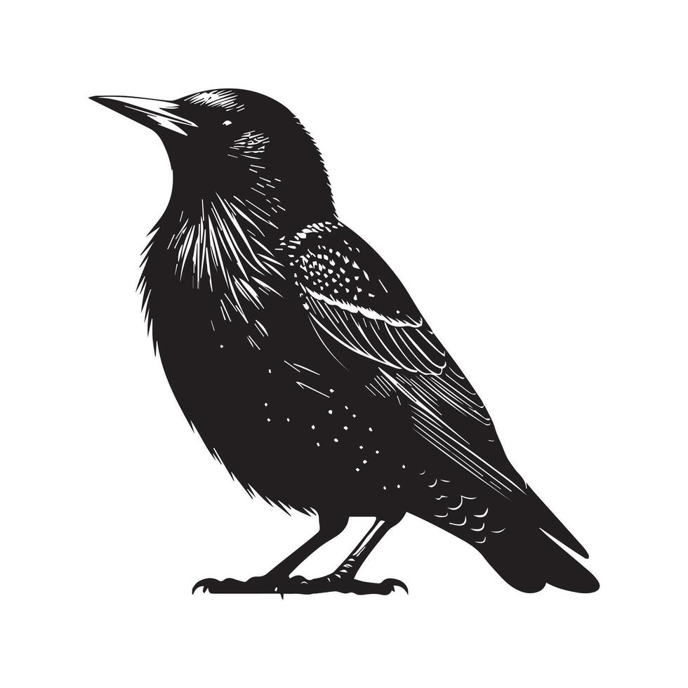 black European Starling silhouette style white background vector