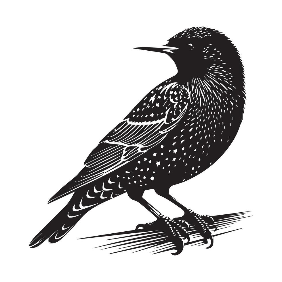 a black and white illustration of a starling bird vector