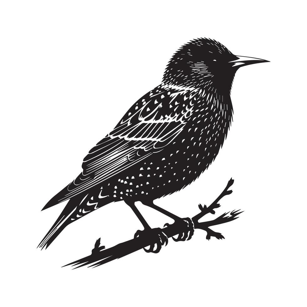 bird on branch illustration vector