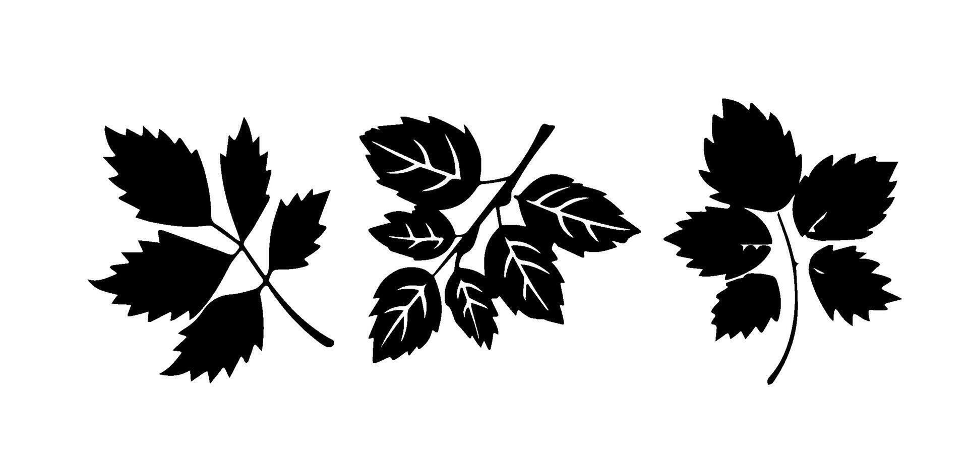 Blackcurrant Leaves Silhouette illustration vector