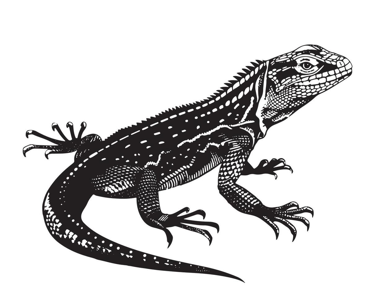 Lizard iguana isolated. Black and white reptile. vector