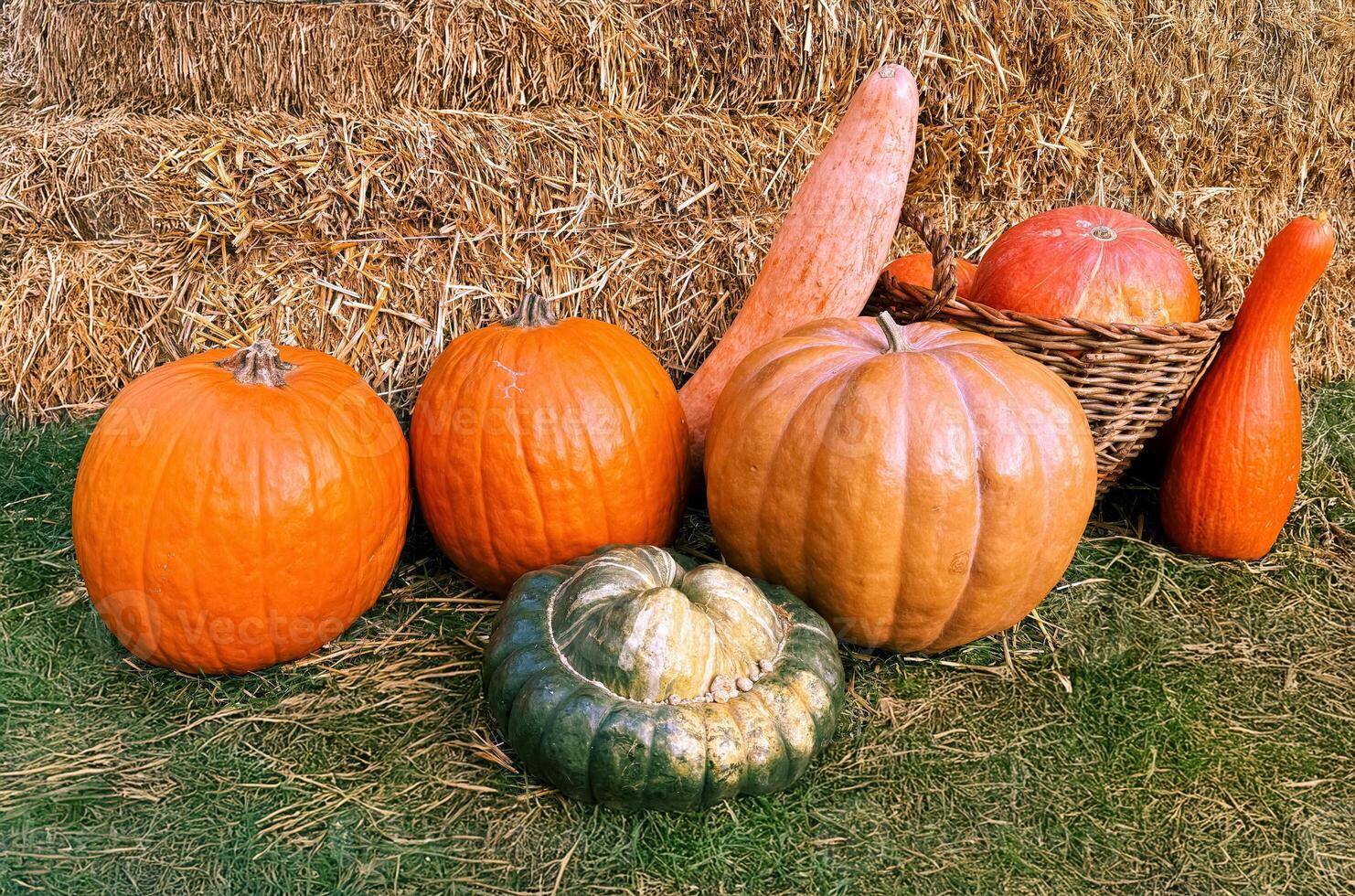 Pumpkins in a basket and on the grass with hay in the background. Harvest in autumn. Halloween photo