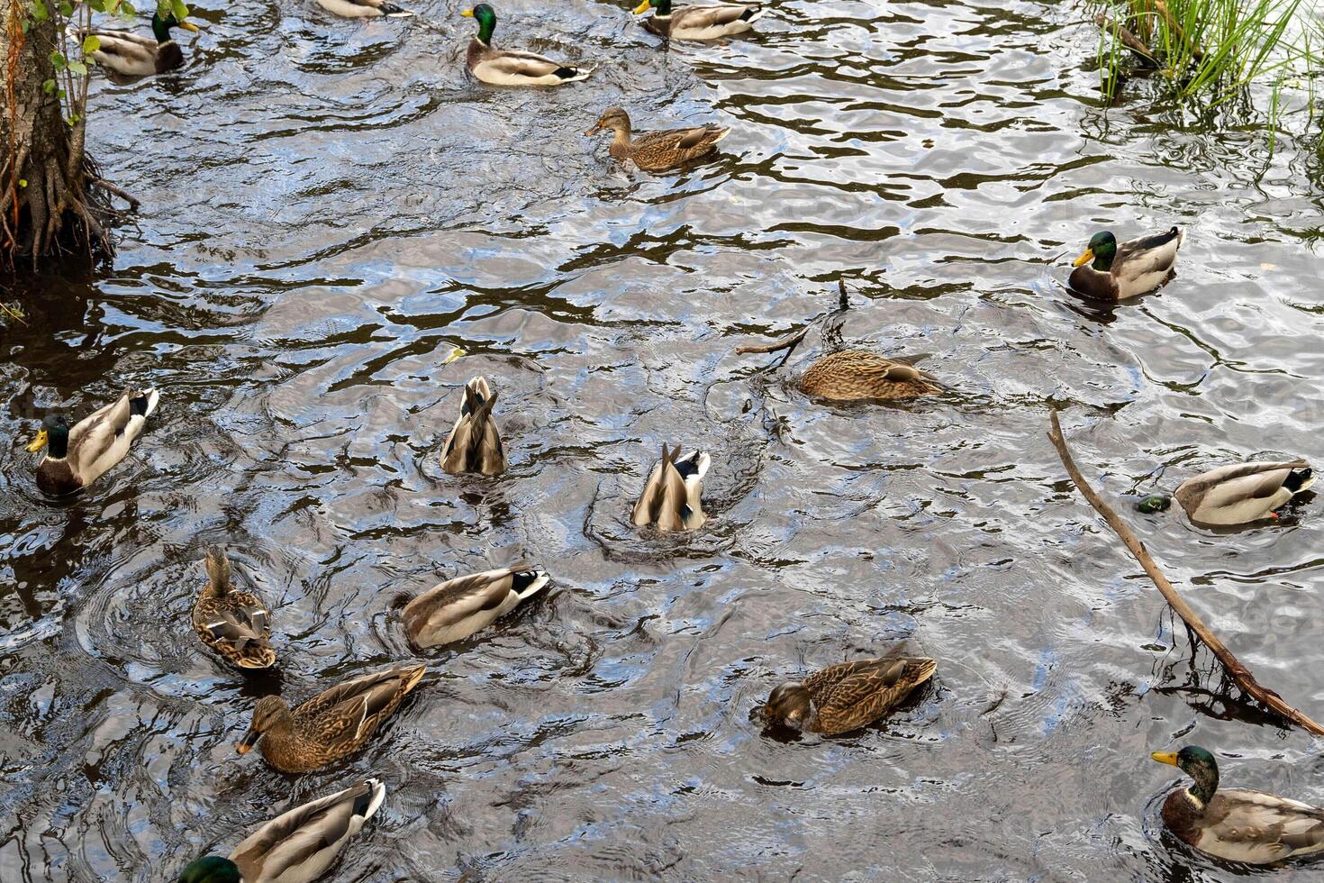 Many mallard ducks are swimming and diving for food in the lake photo