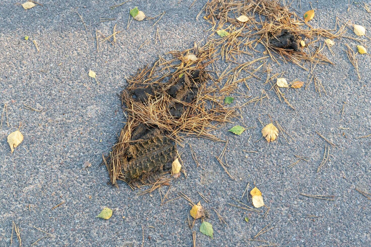 Horse manure droppings littering an asphalt walking path photo