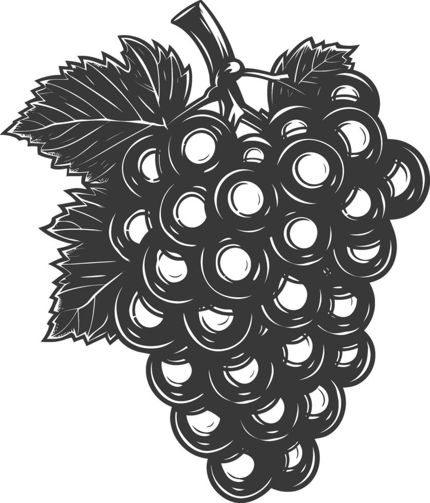 Black grapes on a white background vector