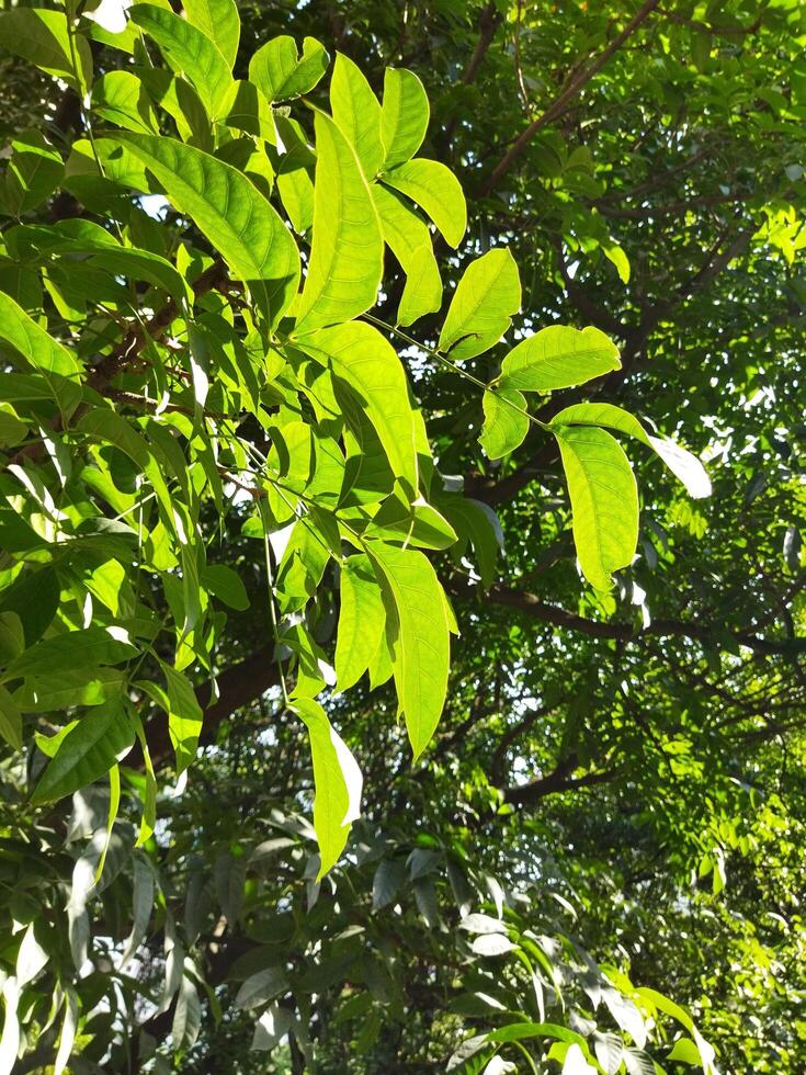 Sunlight on leaf photo