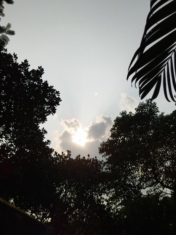 Afternoon sky seen from below through trees photo