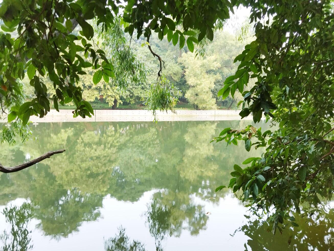 Trees mirror reflection on water.Artificial lake inside Bangladesh botanical garden photo
