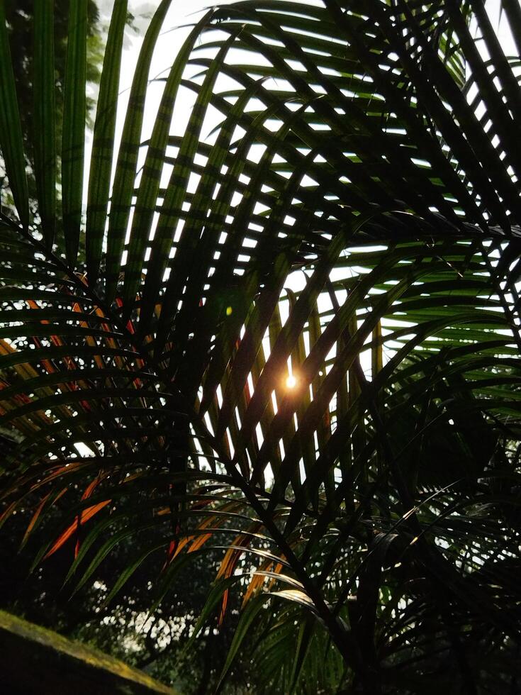 Palm tree silhouette.Sunlight seen through leaves.Vertical leaf background photo