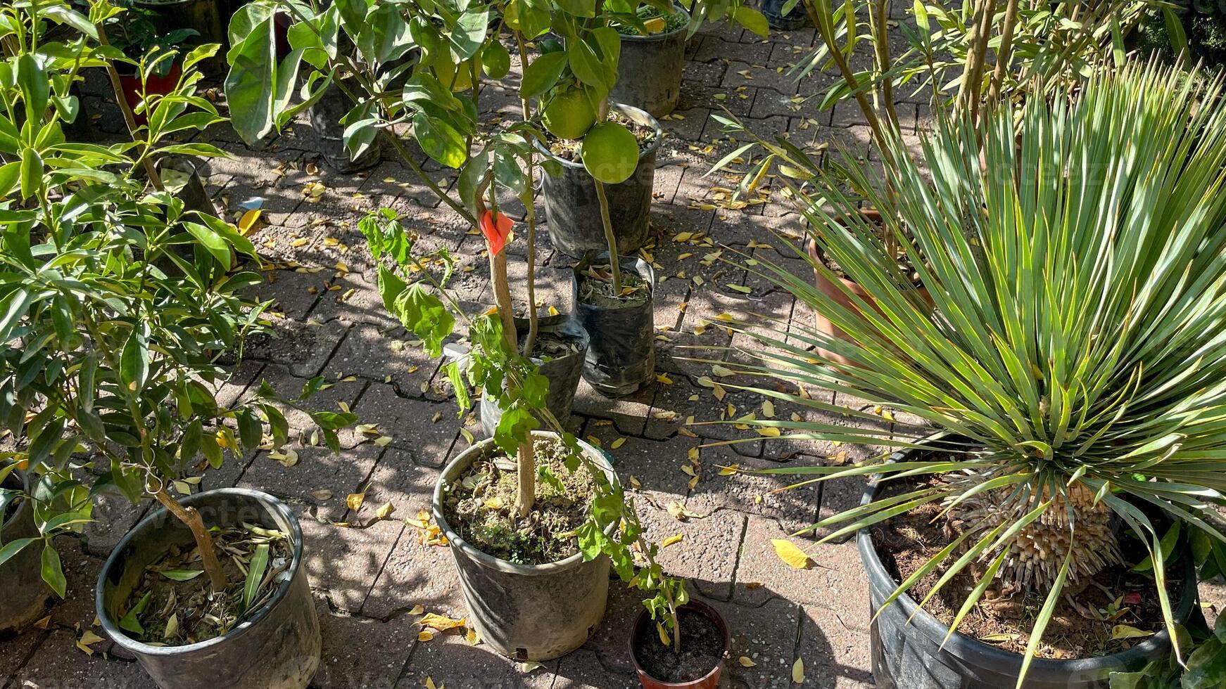 Potted plants bask in the sunlight in a garden patio, representing sustainable gardening and environmental conservation photo