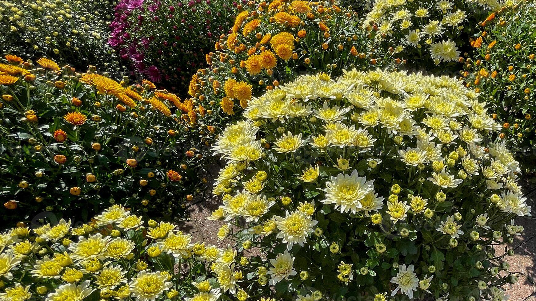 A vibrant garden of yellow, orange, and purple chrysanthemums in full bloom symbolizes autumn beauty and the Chrysanthemum Festival photo