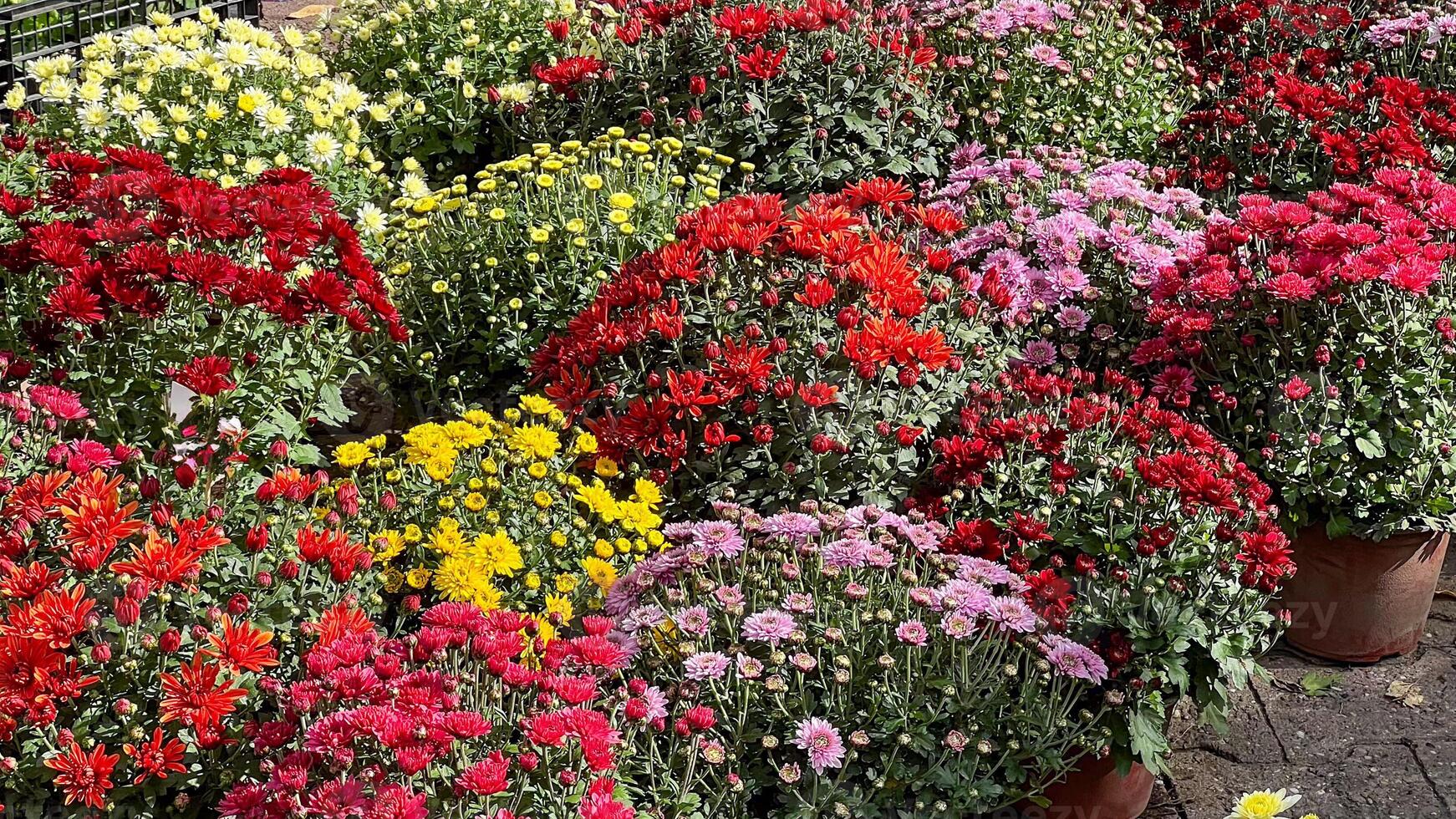 Vibrant potted chrysanthemums in red, yellow, and pink hues symbolize the beauty of fall and are perfect for seasonal decoration photo