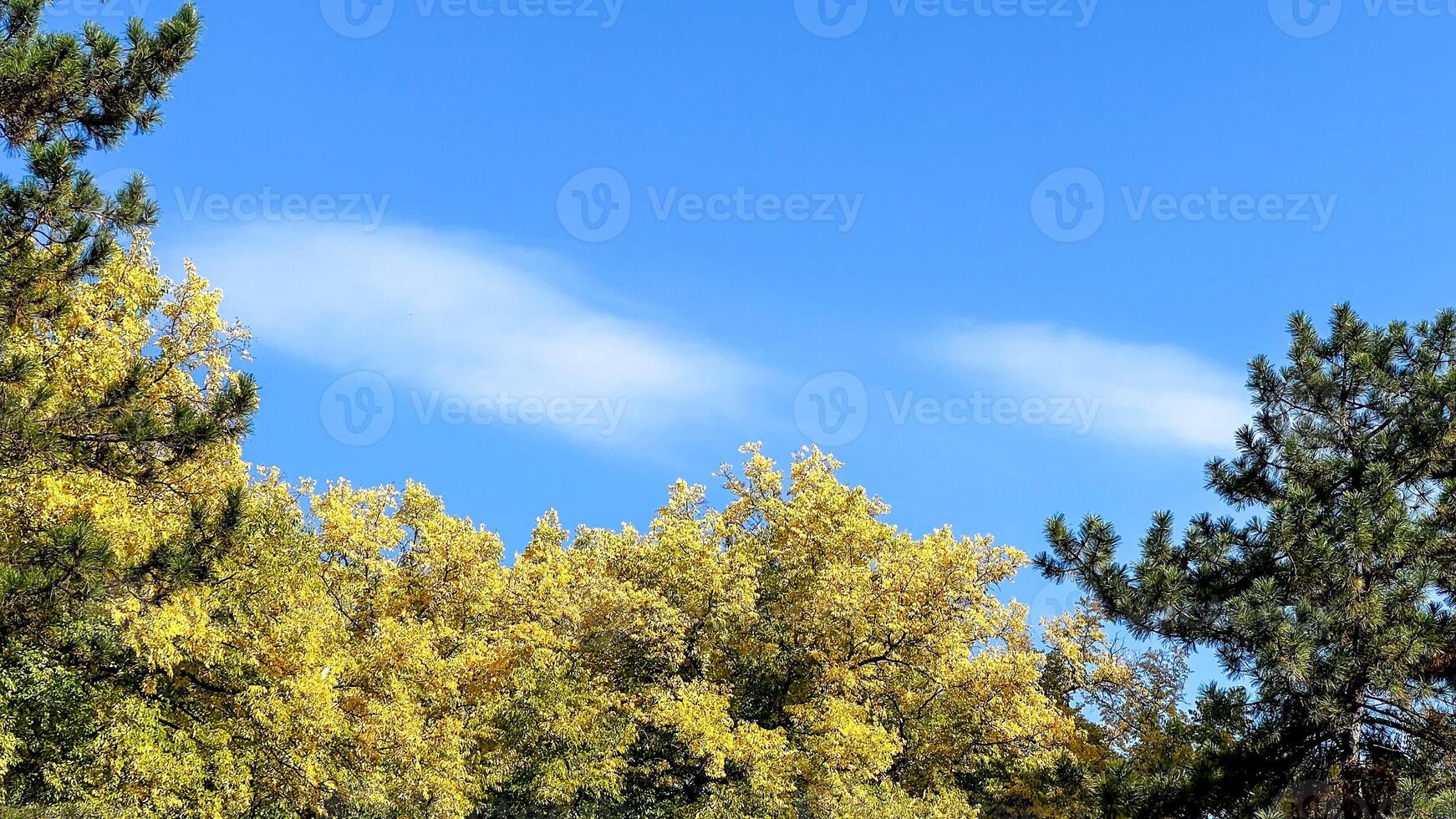 Vibrant autumn foliage under a clear blue sky symbolizes the changing seasons and the beauty of natures transition photo