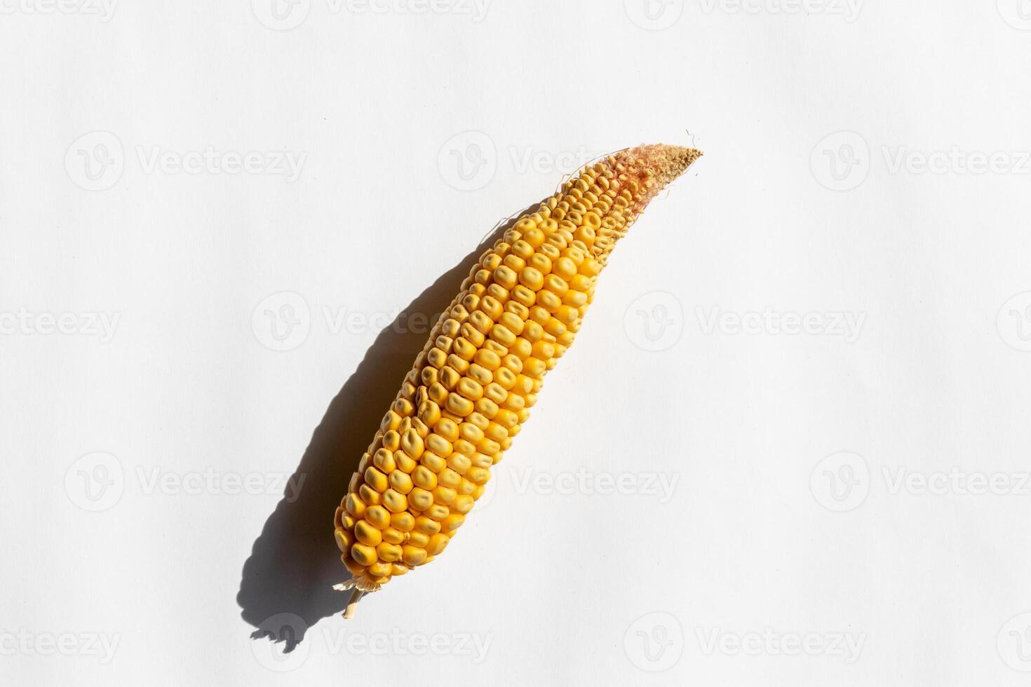 A dried corn cob against a bright white background symbolizing agricultural harvest and scarcity, ideal for Thanksgiving discussions photo