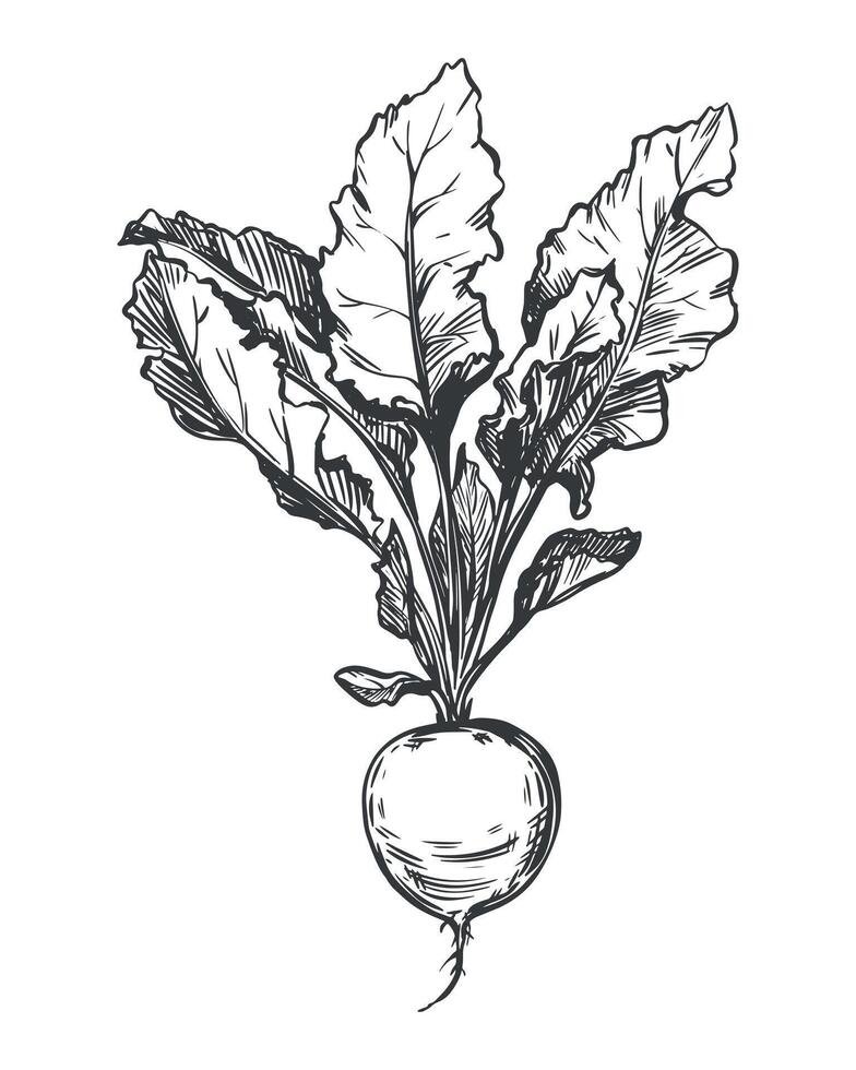 Beetroot sketch. Line drawing of root vegetable in engraving style. Vegetable rich in iron and vitamins, black ink illustration. vector