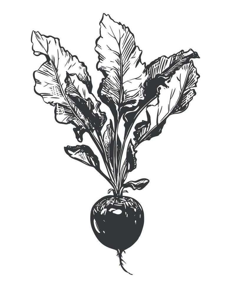 Beetroot linear sketch on white background. drawing of root vegetable in engraving style. Vegetable rich in iron and vitamins, black ink illustration. vector