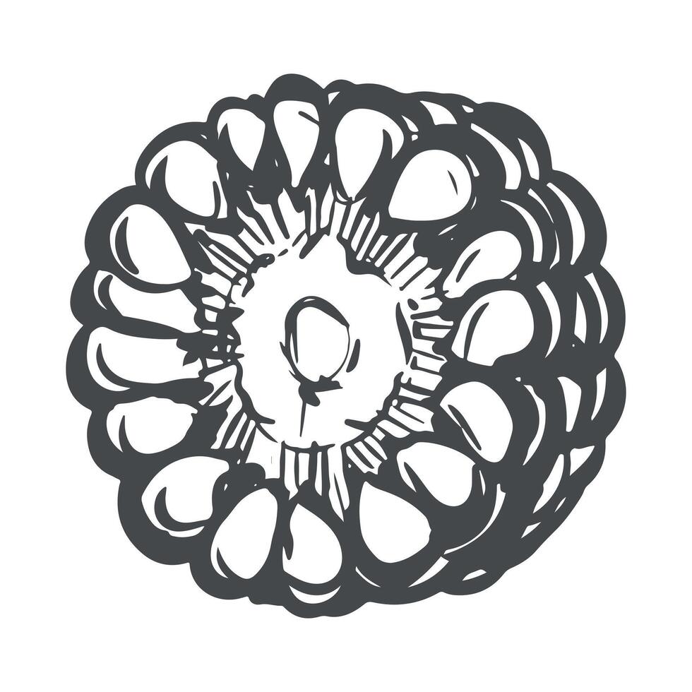 Round piece of corn cob. Linear sketch of maize lying on the table. Old drawing in retro engraving style. Hand drawn realistic ink sketch. Line drawing of popcorn. vector