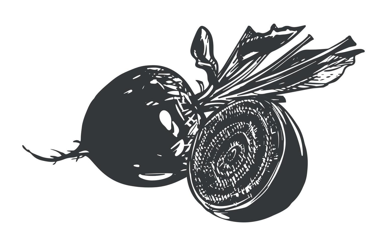 Composition of a whole beetroot and a half. Line sketch in the style of engraving. Root vegetable rich in glands. sketch in black ink. vector