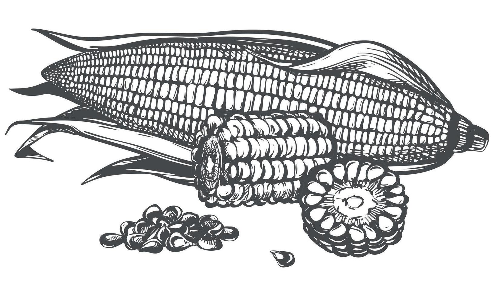 composition of whole corn cob with leaves, pieces and grains. Old drawing in retro engraving style. Hand drawn realistic ink sketch. Popcorn line drawing for baking and farm products packaging. vector