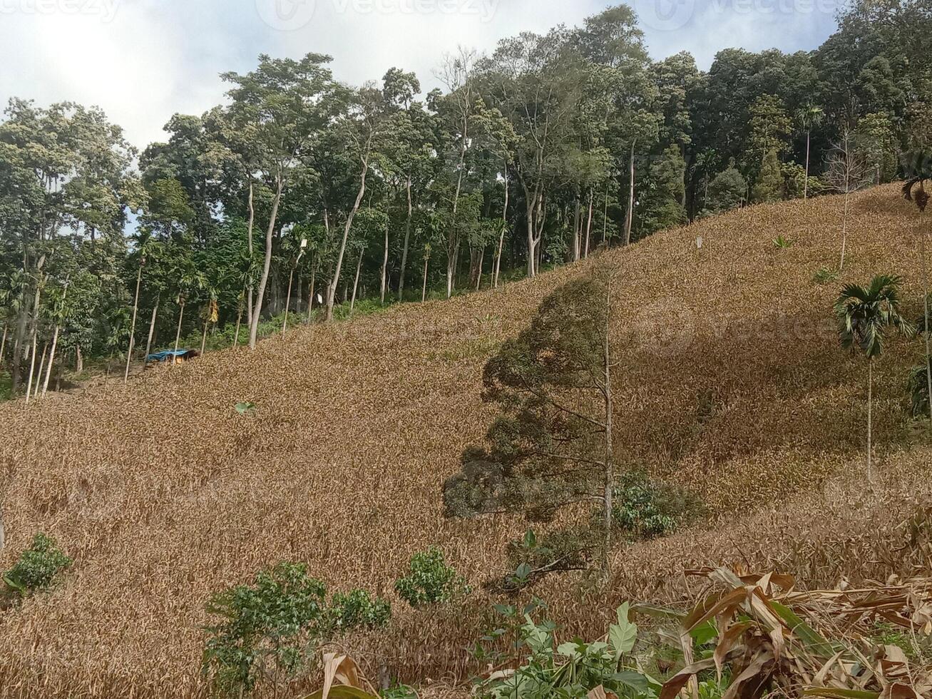 A hillside with trees and grass on it photo