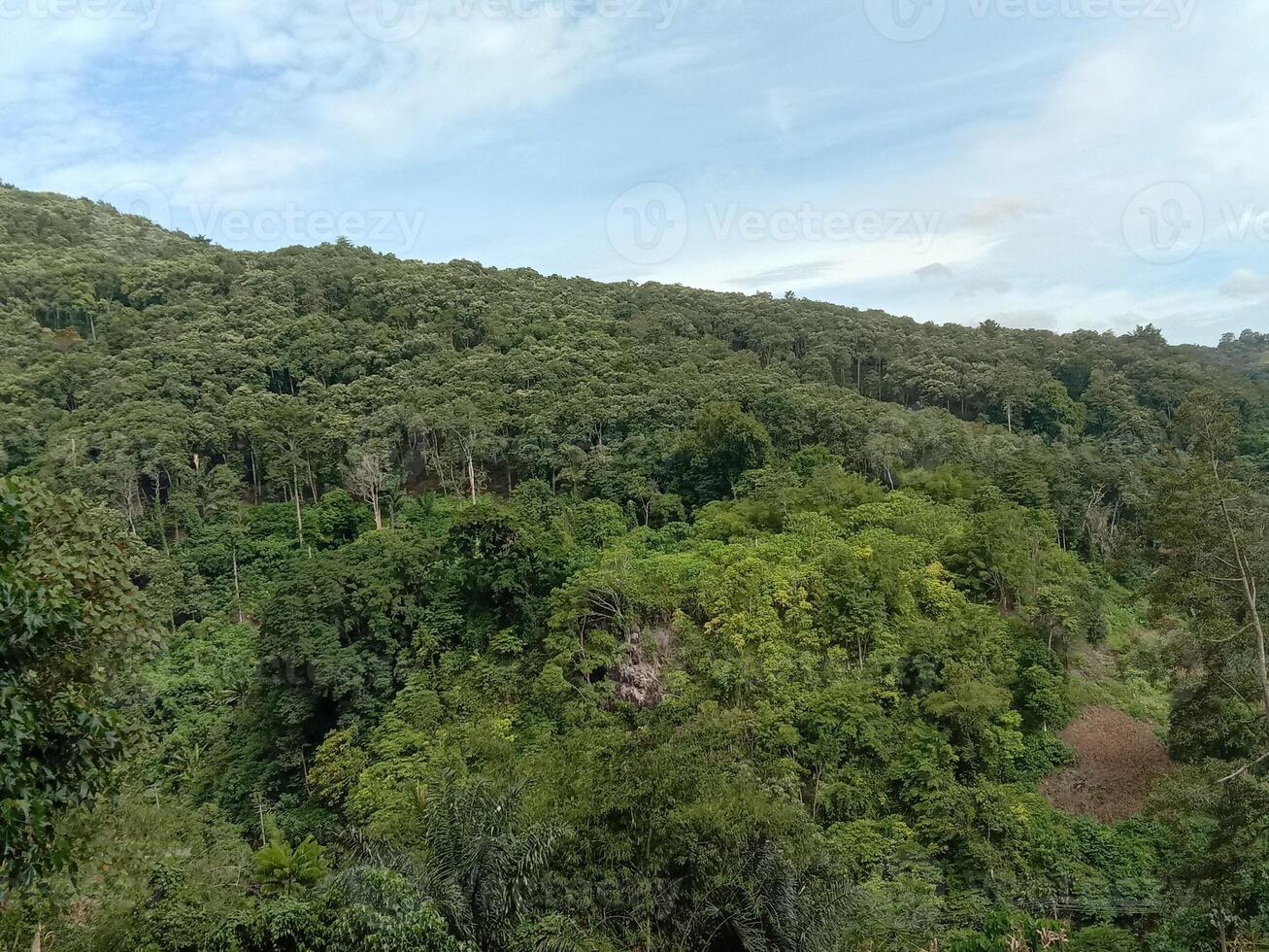 A view of the jungle from the top of a hill photo