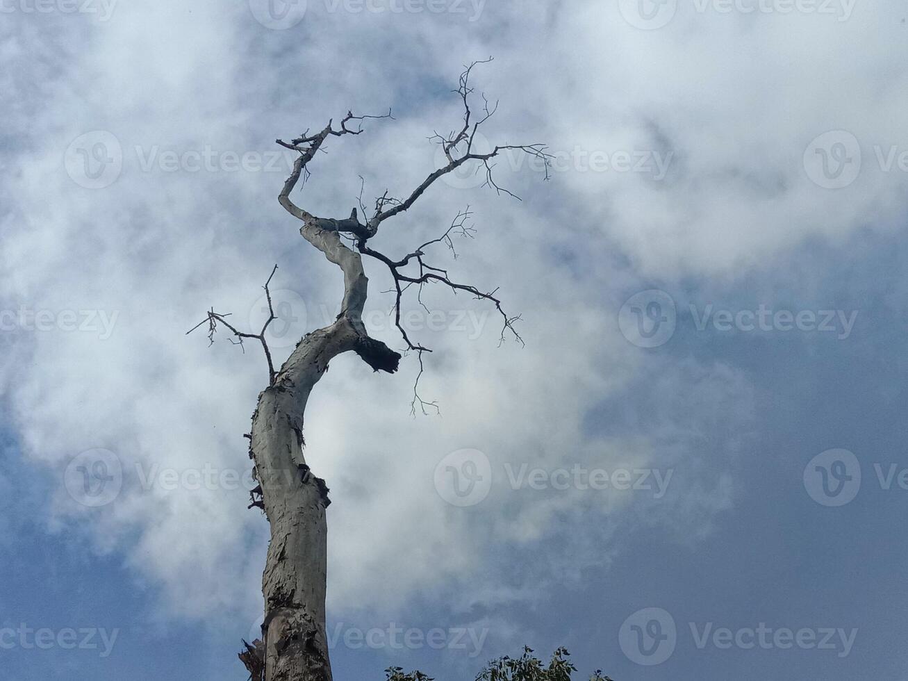 A dead tree with no leaves against a cloudy sky photo