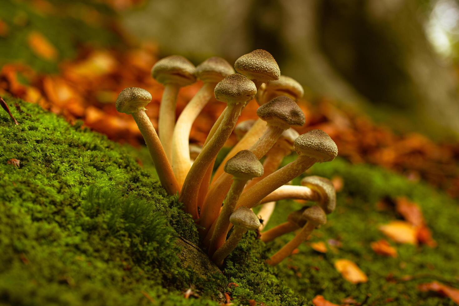 A group of mushrooms growing on a moss covered ground photo