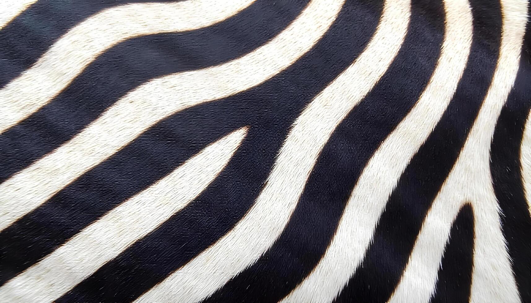 Zebra Stripe Skin Patterns . Eye Catching Skin Texture Backgrounds photo
