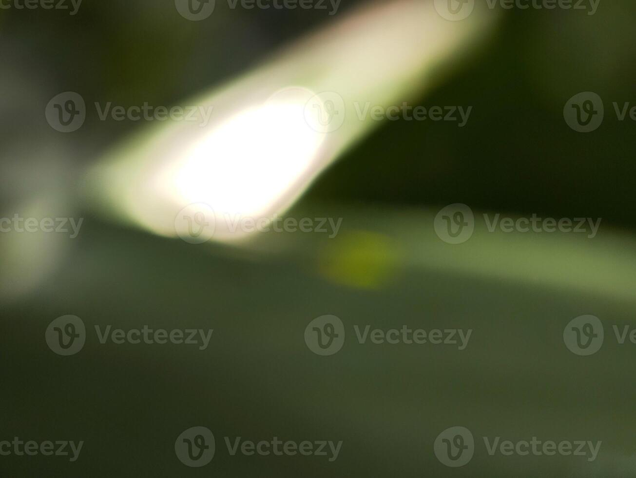 A close up of a leaf with sunlight shining through it photo
