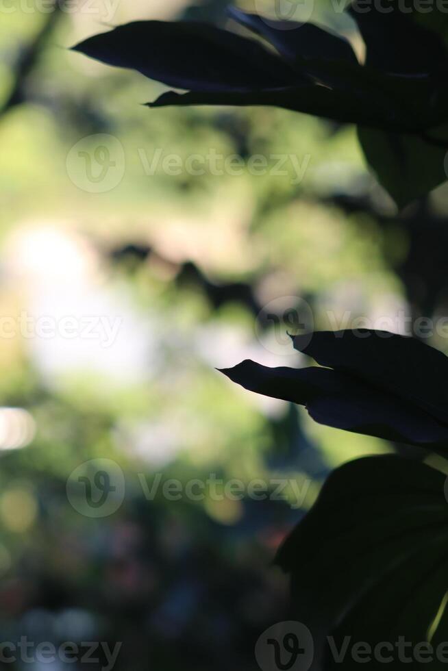 A close up of some leaves in the sunlight photo