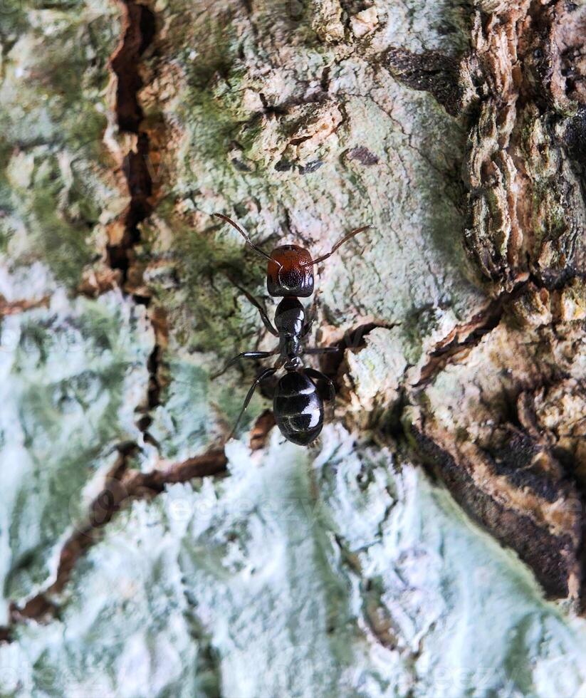 A black ant on a tree trunk photo