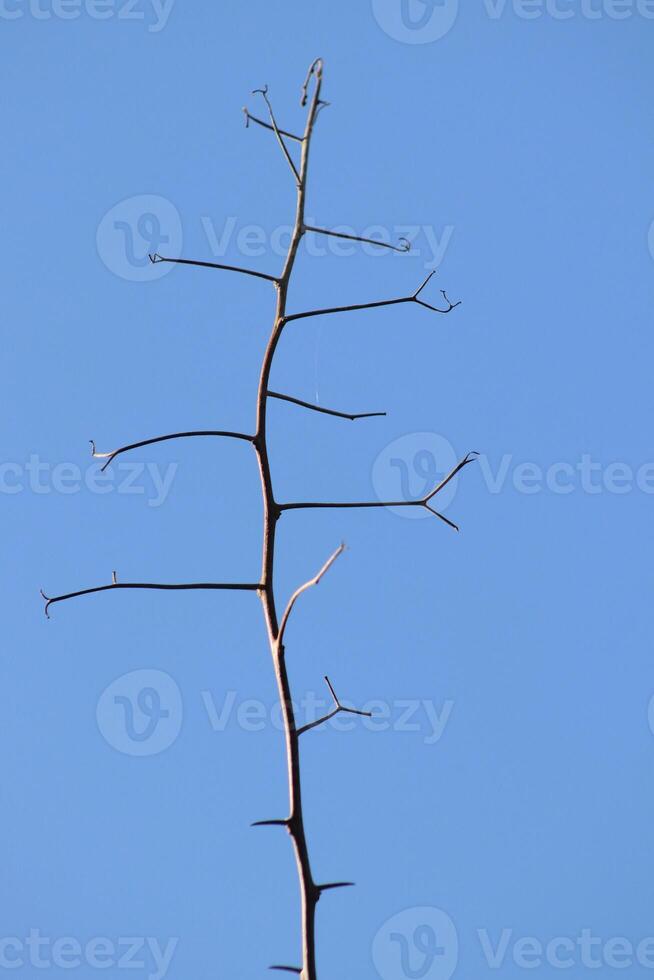 A bird is perched on a branch of a tree photo
