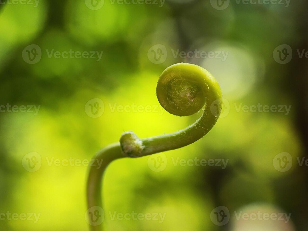 A fern plant with a green stem photo