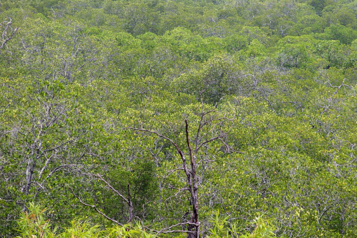 A large bird flying over a forested area photo