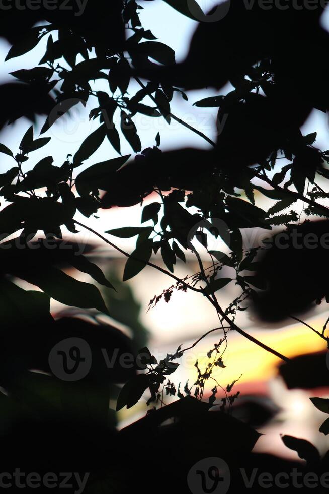 A close up of a clock with leaves photo
