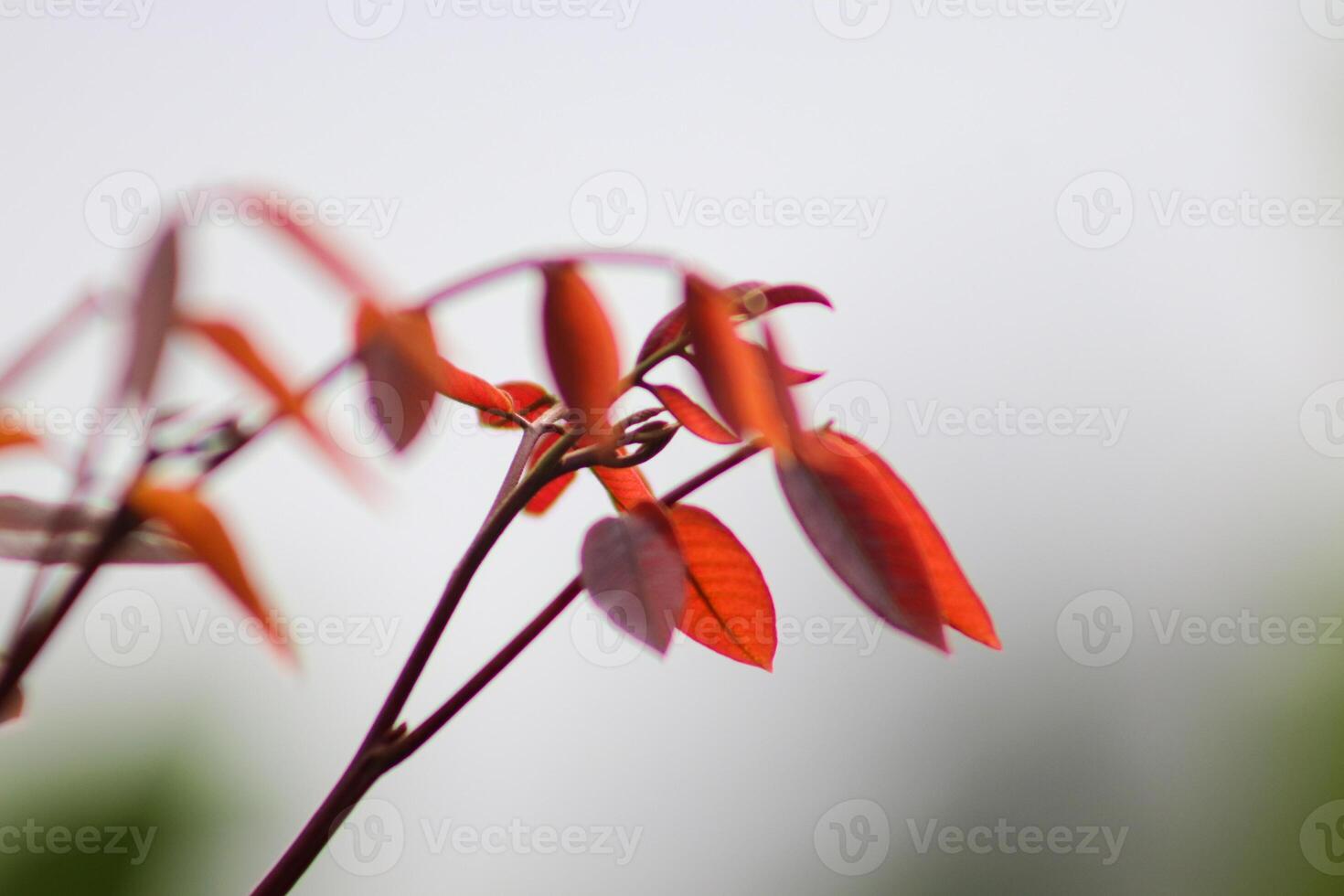 A close up of a red leaf photo